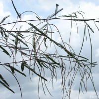 Sesbania bispinosa (Jacq.) W.Wight (Schreb.) Pers.